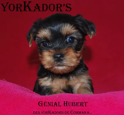 Genialhubert17121122112