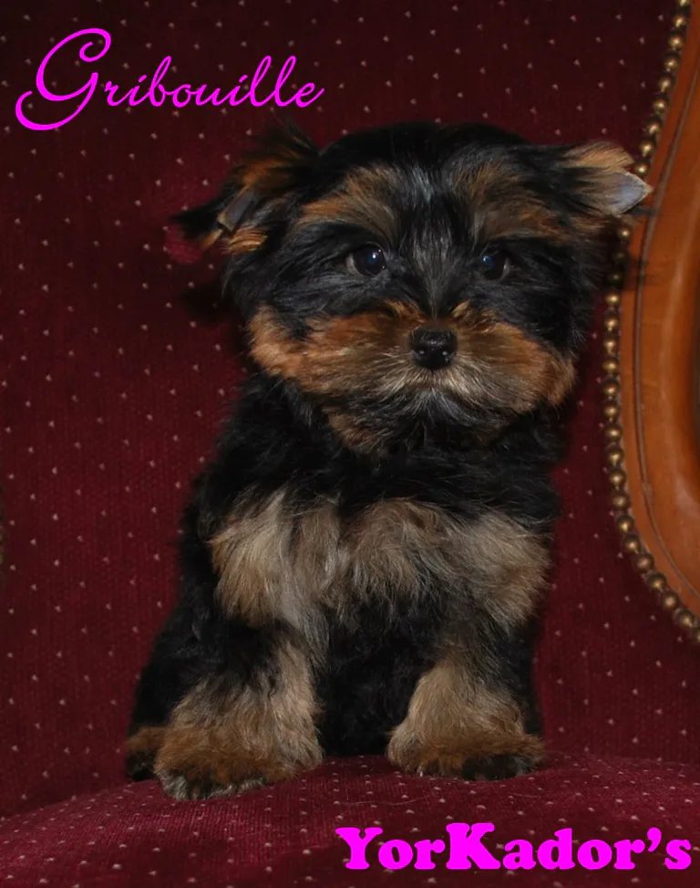 Gribouille11121127212