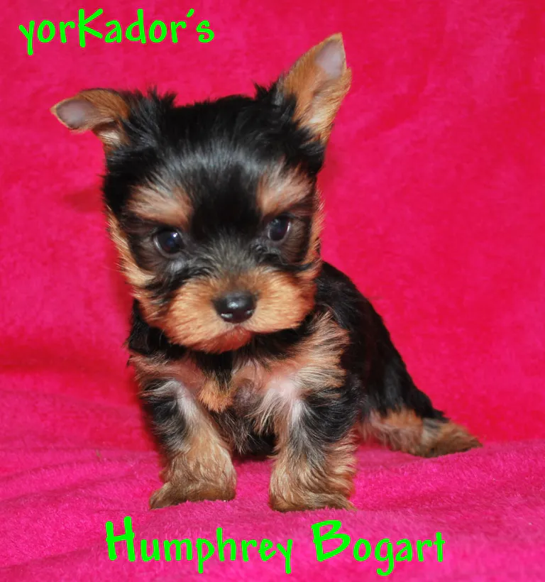 Humphreyelidd26220412