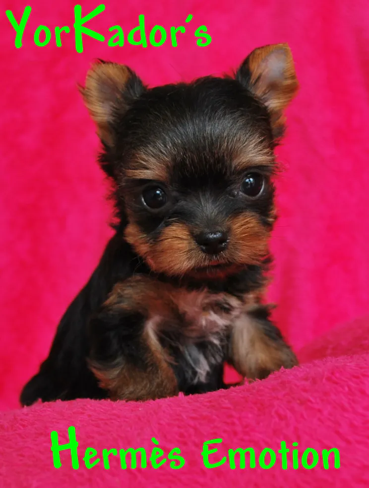 Hermesemotiondb040320412