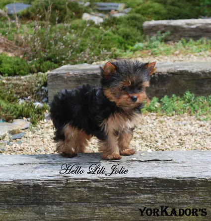 Hellolilijolie0403140512