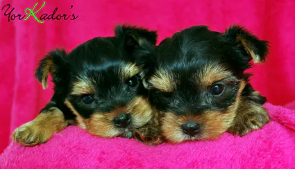 Fifillecacies31524512