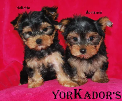 Heliette et hortense2mois