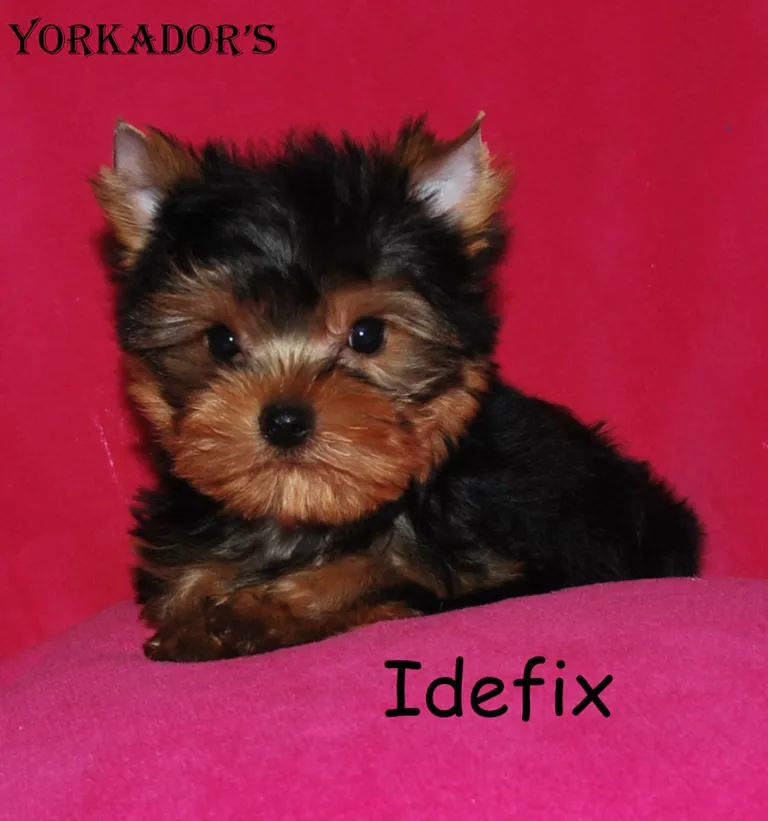 Idefix2moisetdemi