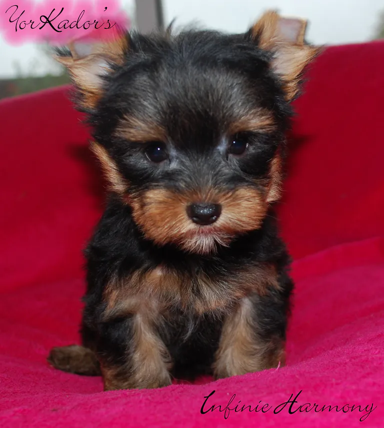 Infinieharmony898112013