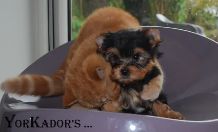 F4blues230920112013etilow