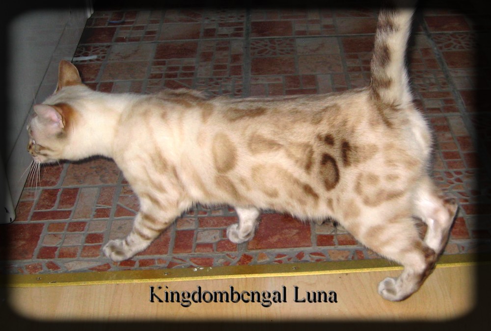 Luna 1