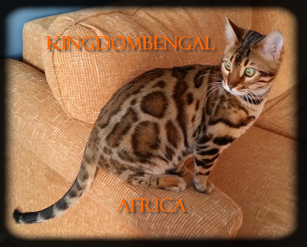 Africa2