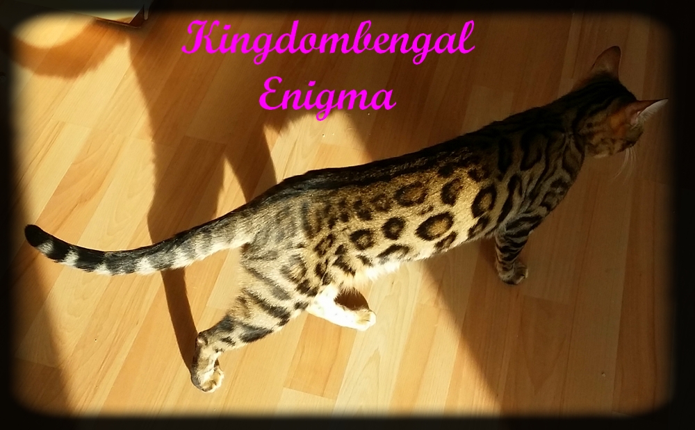Enigma