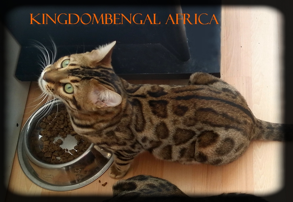 Africa 3