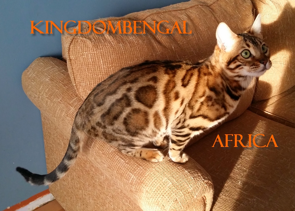 Africa
