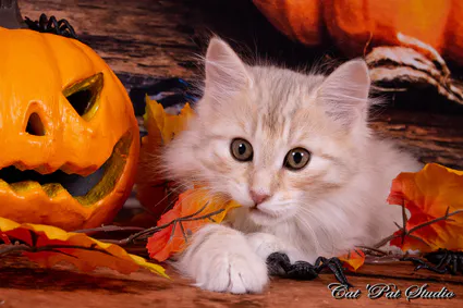 121890596 10207650305893664 1483121955528567357 o