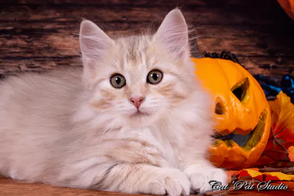 121970012 10207650306493679 1209707746178075949 o