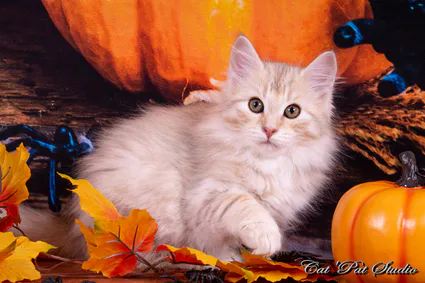 121975127 10207650307653708 7767526239883031161 o