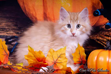 121967800 10207650267732710 3993706773806522332 o