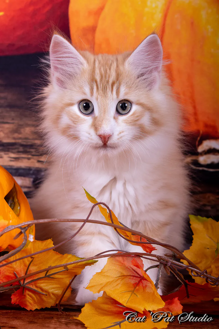 121983094 10207650269492754 2397089699149064236 o