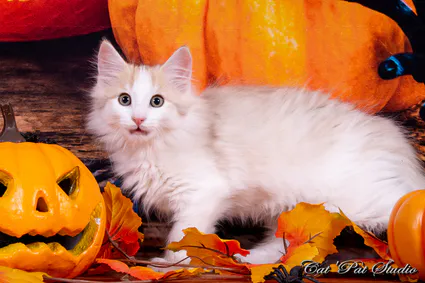 121967908 10207650292333325 2613917119118132685 o