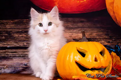 121969460 10207650293533355 8129050641681471076 o