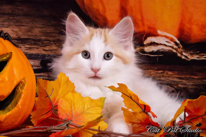 121967645 10207650326334175 4723516880999659619 o