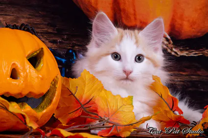 121967800 10207650325694159 3772497196691662498 o