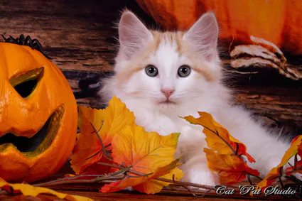 121969781 10207650326134170 4615484445666035063 o