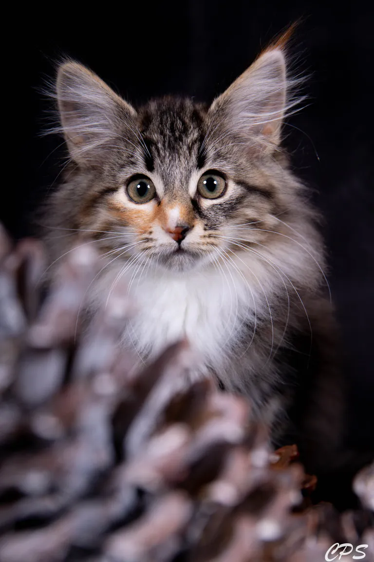 273220520 10208975867831884 3767510647089492353 n