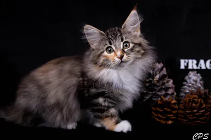 273221415 10208975865071815 4611755839033363468 n