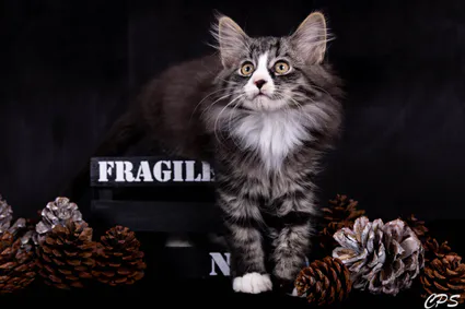 273154344 10208975883872285 8840125635617217221 n