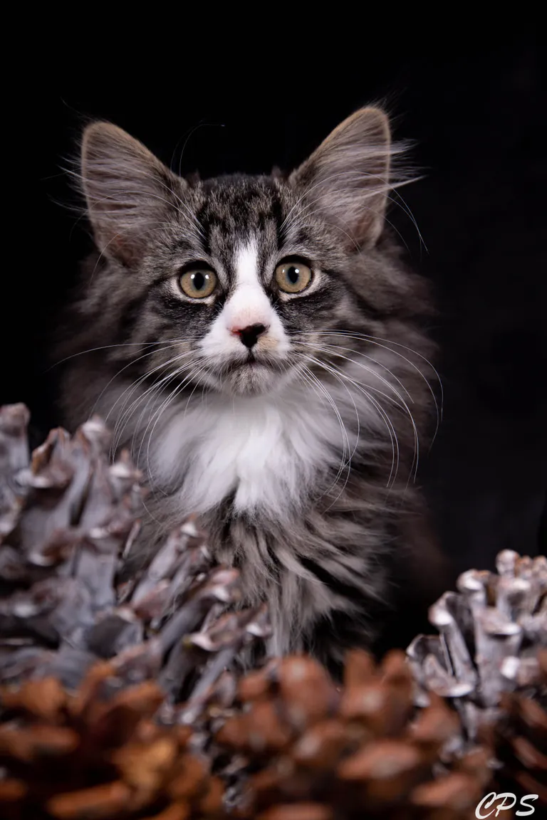 273225036 10208975882792258 115996843484822128 n