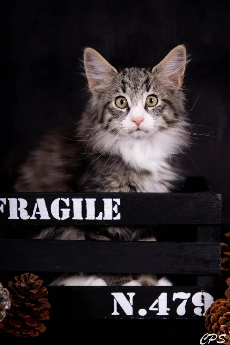 273122057 10208975892032489 8125334992716657486 n