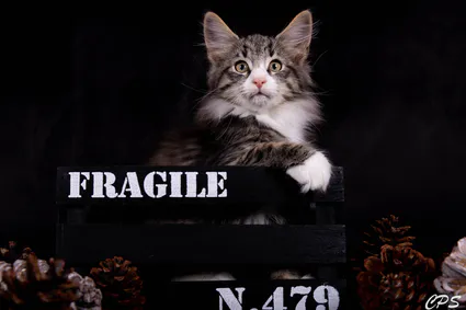 273225425 10208975895312571 7752779225157689958 n