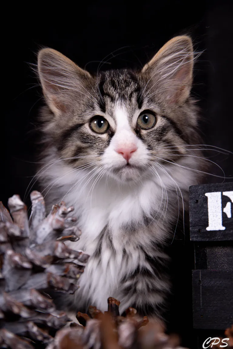 273124775 10208975900392698 1219102719505328248 n