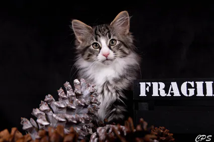 273188780 10208975899432674 8945823866726209853 n