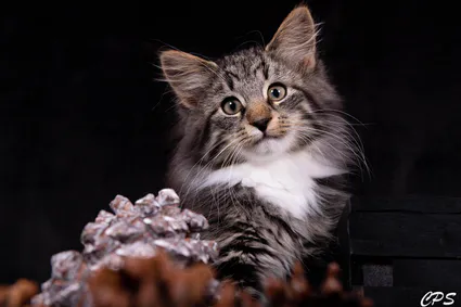 273003347 10208975908632904 850172218427942282 n