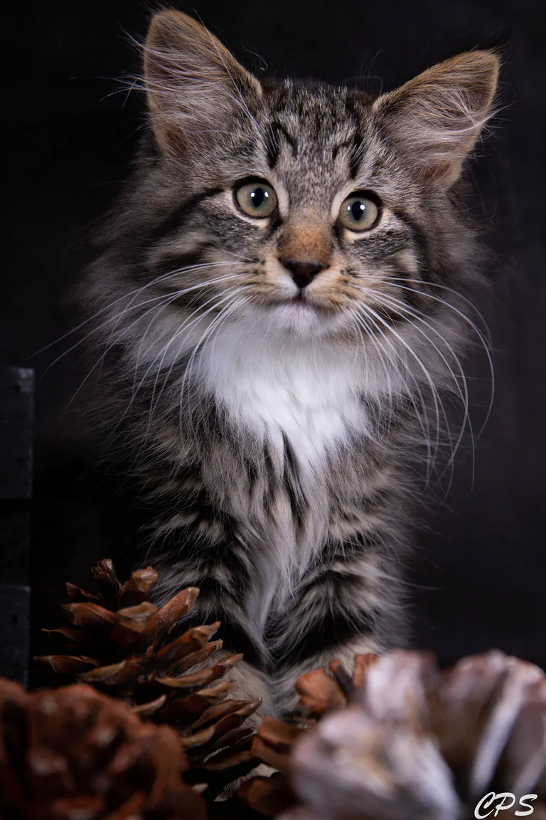 273146602 10208975909272920 4943182510655201362 n