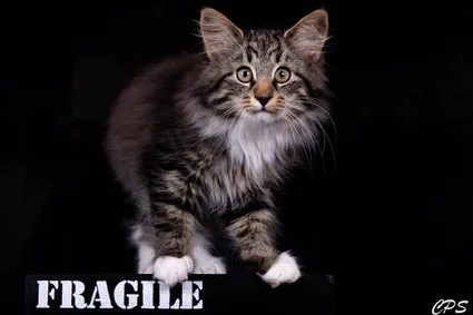 273152135 10208975909872935 85164202807065253 n