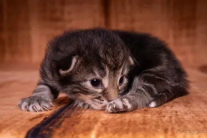 366656460 10210419115792181 7815638916038187112 n