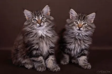 391733769 122112013838053361 9003886133805600265 n