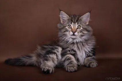 391681633 10210602491376456 8802240002088461637 n