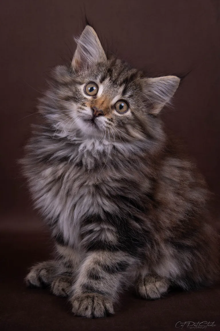 387827019 10210595441520214 5874367552029209774 n