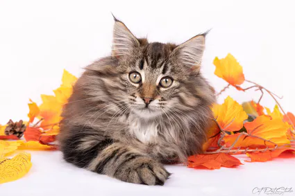 393809529 10210632279481140 5048325631947479914 n