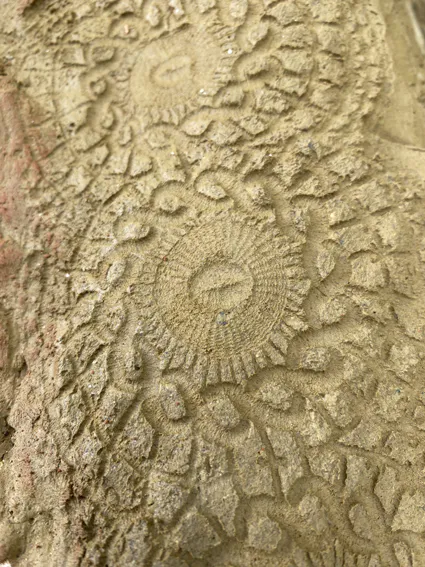 Img 0350