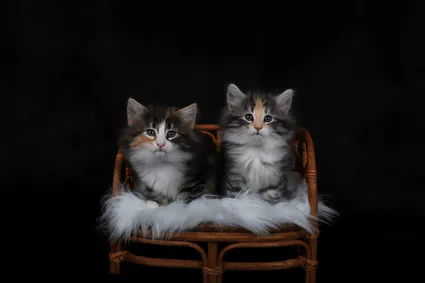 432637480 10210958730082201 7755221591834669570 n