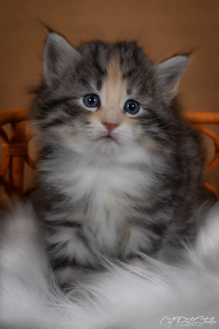 428703790 10210938462735530 6741858476236657808 n