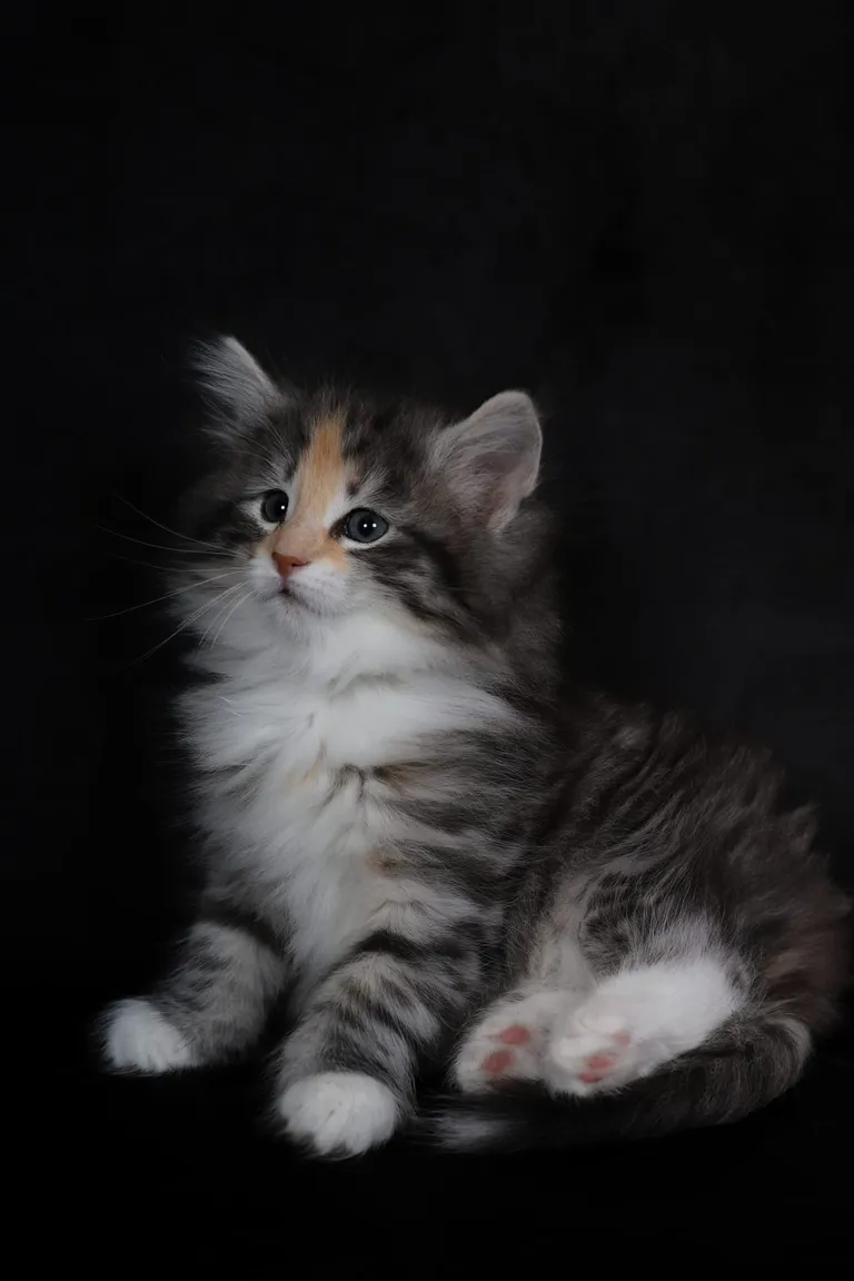 432644047 10210958732922272 1609277957853866168 n