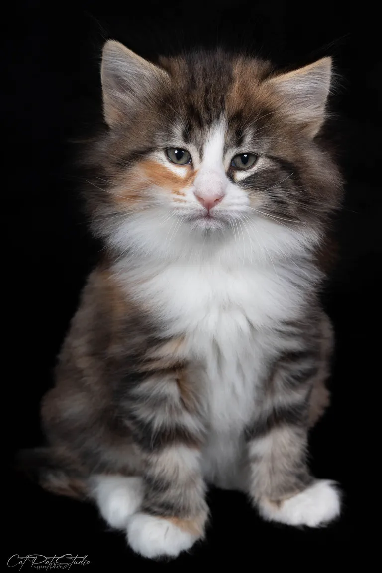 432903403 1073925697049088 1955259592305651980 n