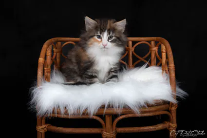 431121364 1448983482365239 918252655717928372 n