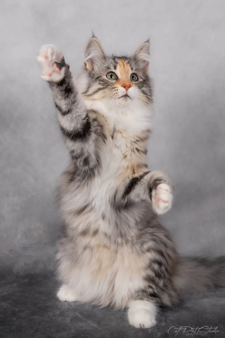 448879777 10211194333012127 129014554670175977 n