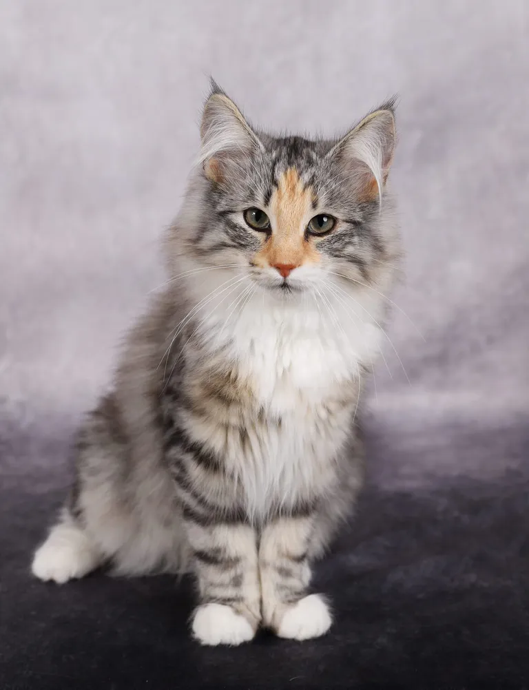 444957767 10211142880005834 8008000174382075909 n