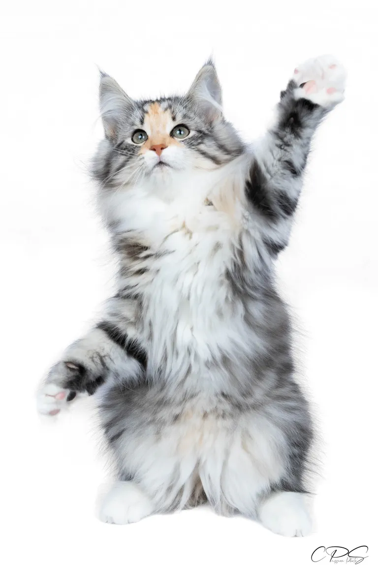 444894357 10211139995013711 3408576791128513930 n